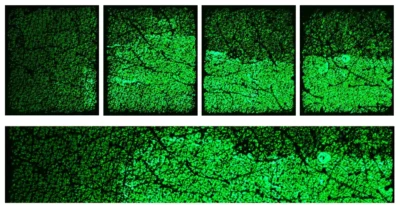 Image Stitching Epsilon